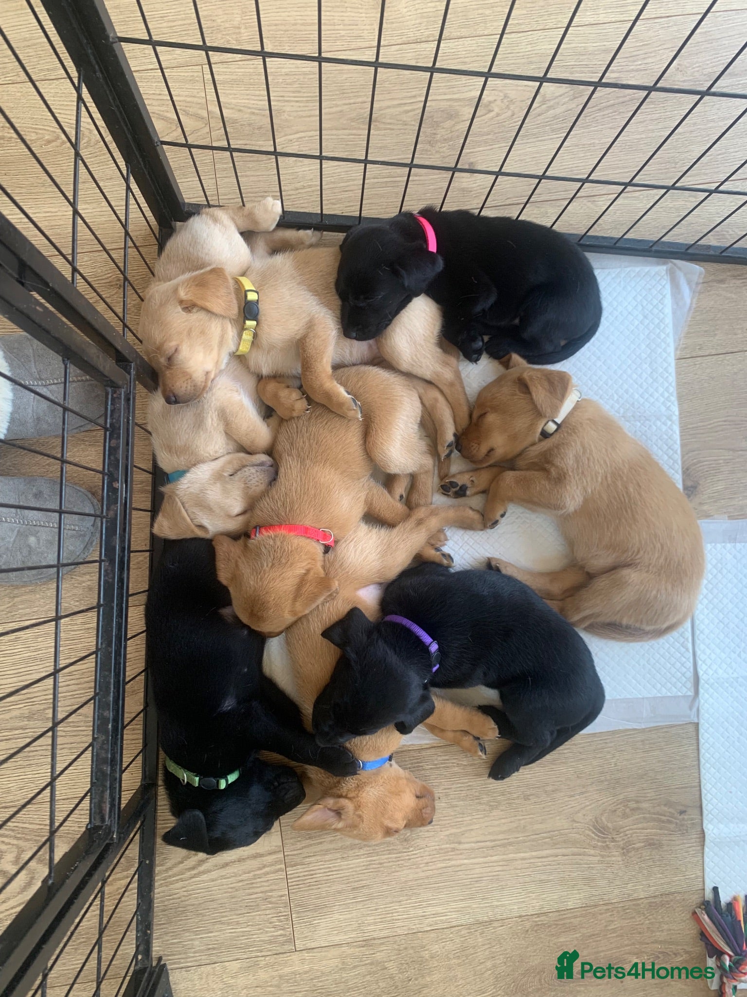 Labrador Retriever dogs KC Labrador Black/Dark yellow 🐾 - Advert 8