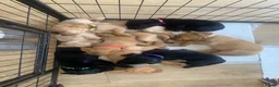 Labrador Retriever dogs for sale: KC Labrador Black/Dark yellow 🐾 - Advert 1