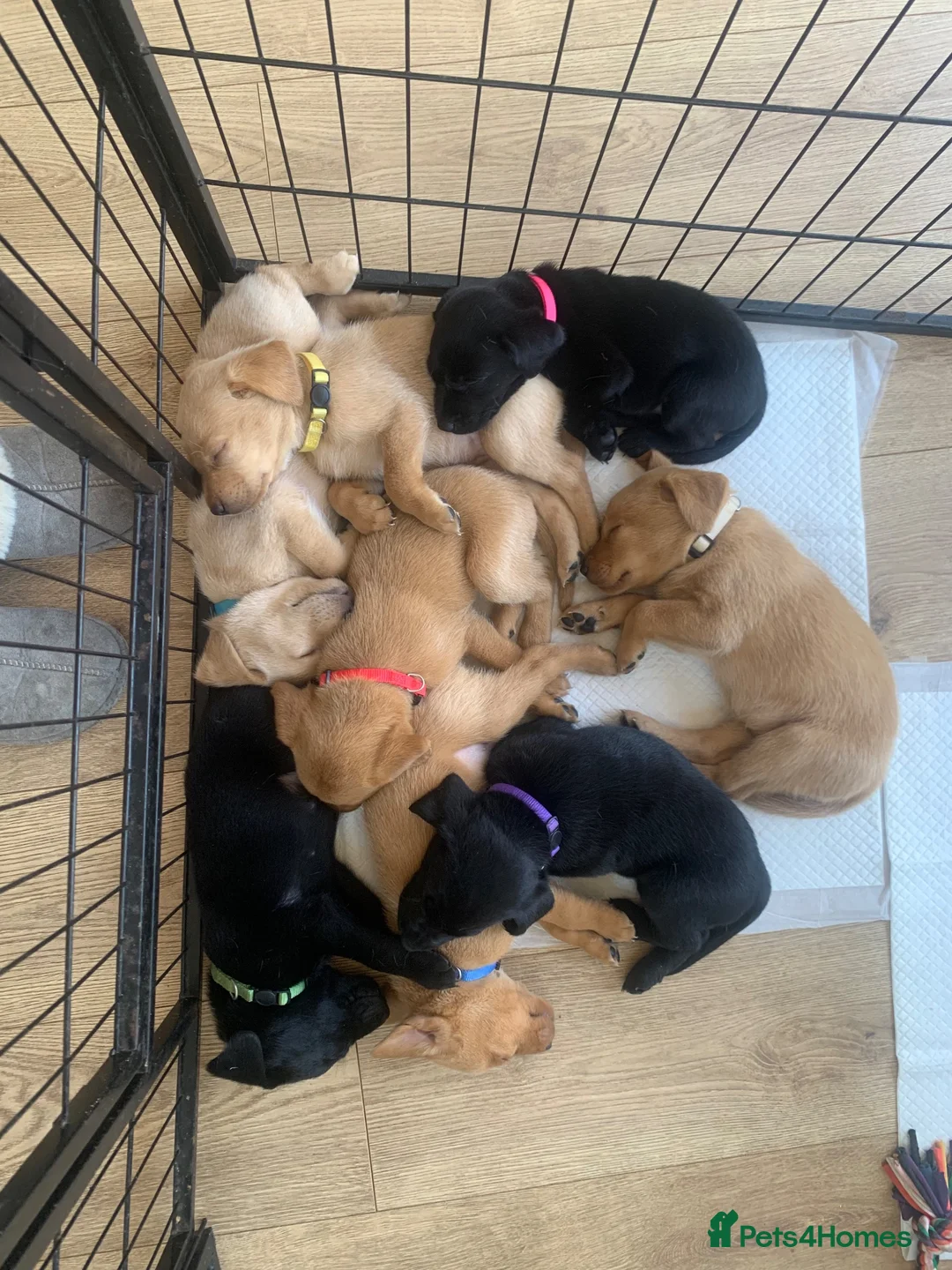 Labrador Retriever dogs for sale: KC Labrador Black/Dark yellow 🐾 - Advert 1