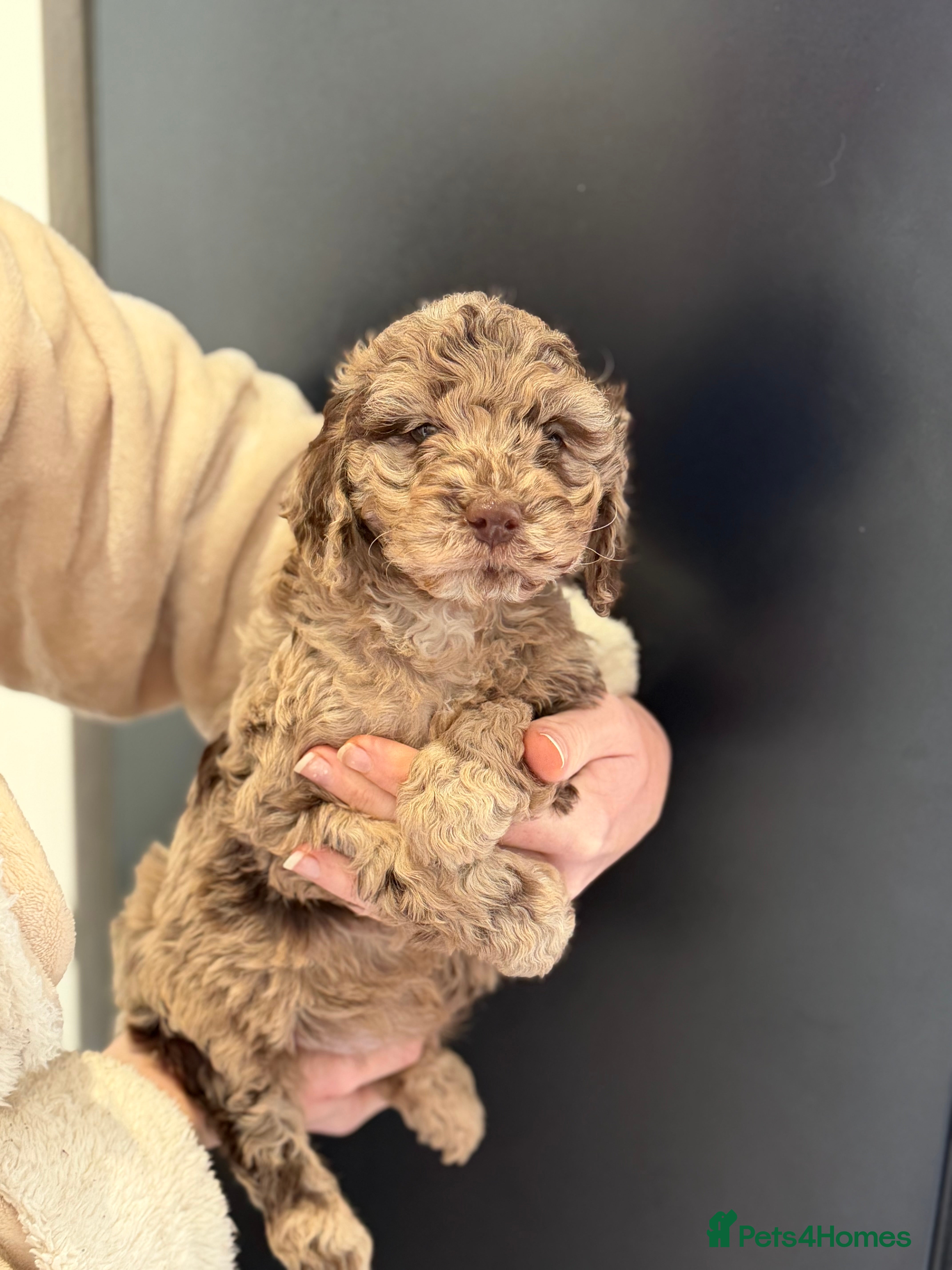 Cockapoo dogs 4 beautiful cockapoos puppies - Advert 4