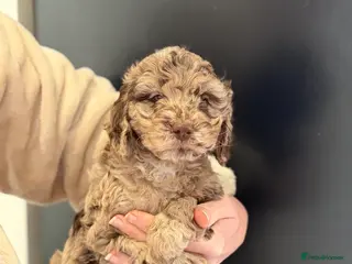 Cockapoo dogs 4 beautiful cockapoos puppies - Advert 4