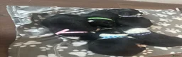 Border Collie dogs for sale: Border collie puppies in Tranent - Advert 15