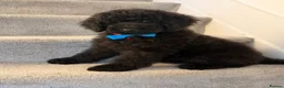 Standard Poodle dogs for sale: Amazing standard poodle babies - Advert 11