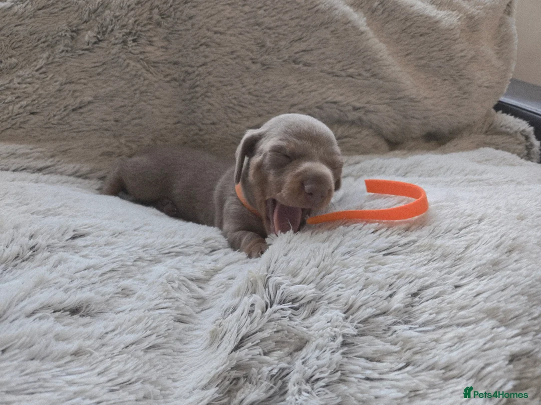 Miniature Dachshund dogs for sale: Miniature Dachshund Puppies (smooth haired) - Advert 9