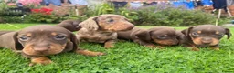 Miniature Dachshund dogs for stud: 🤎 Quinn Cake – Miniature Dachshund Stud 🤎 - Advert 5