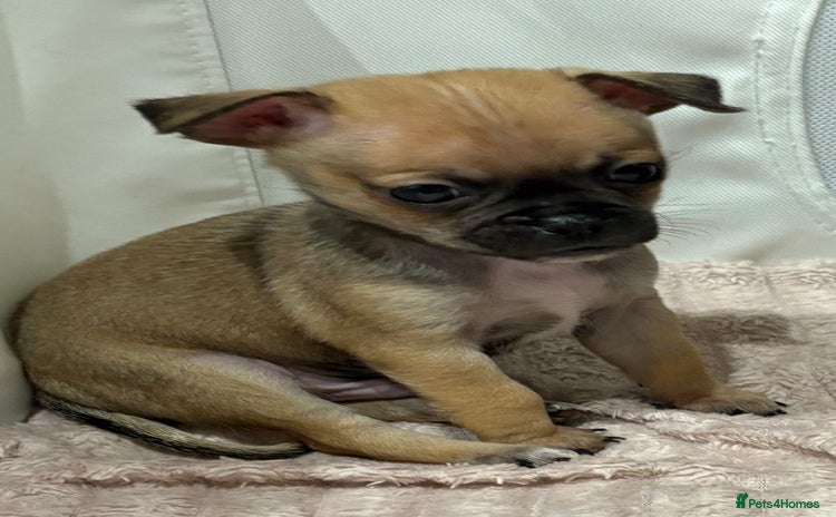 Chihuahua dogs - Advert 7