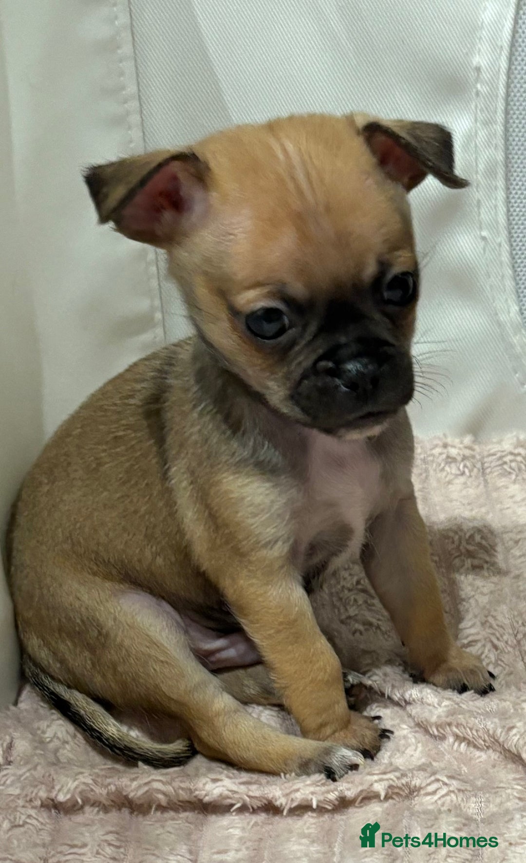 Chihuahua dogs for sale: Chihuahua Pup for Sale - Image 1