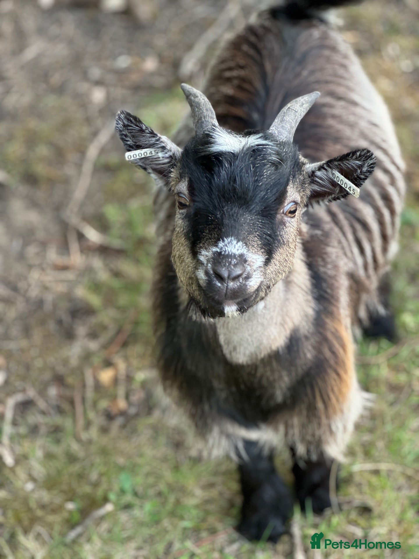 Goats livestock Registered Pygmy goat wethers - Advert 1