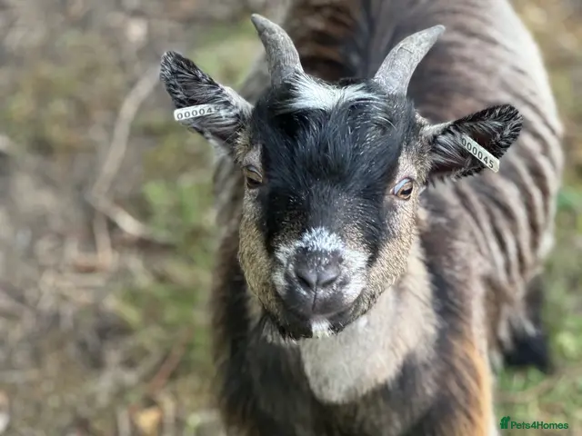 Goats livestock Registered Pygmy goat wethers - Advert 1