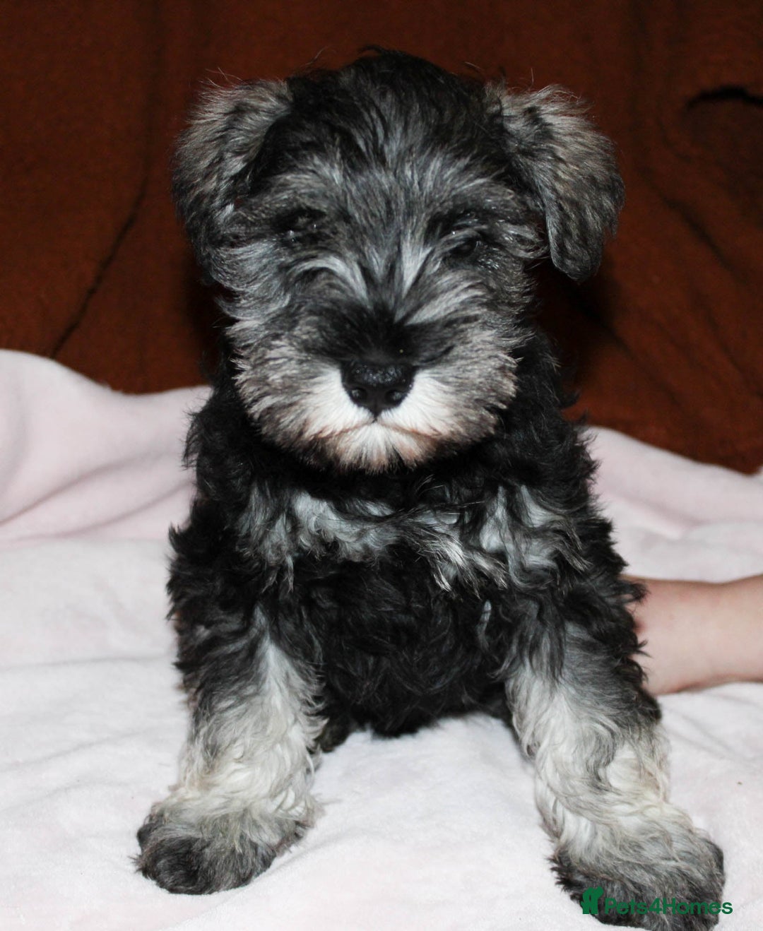 Miniature Schnauzer dogs for sale: Charming Mini Schnauzers with KC registration - Advert 3
