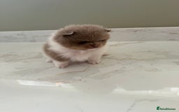 Pomeranian dogs for sale: Ready in 3 weeks! Two Beautiful teddy bear faces🐻 - Advert 7