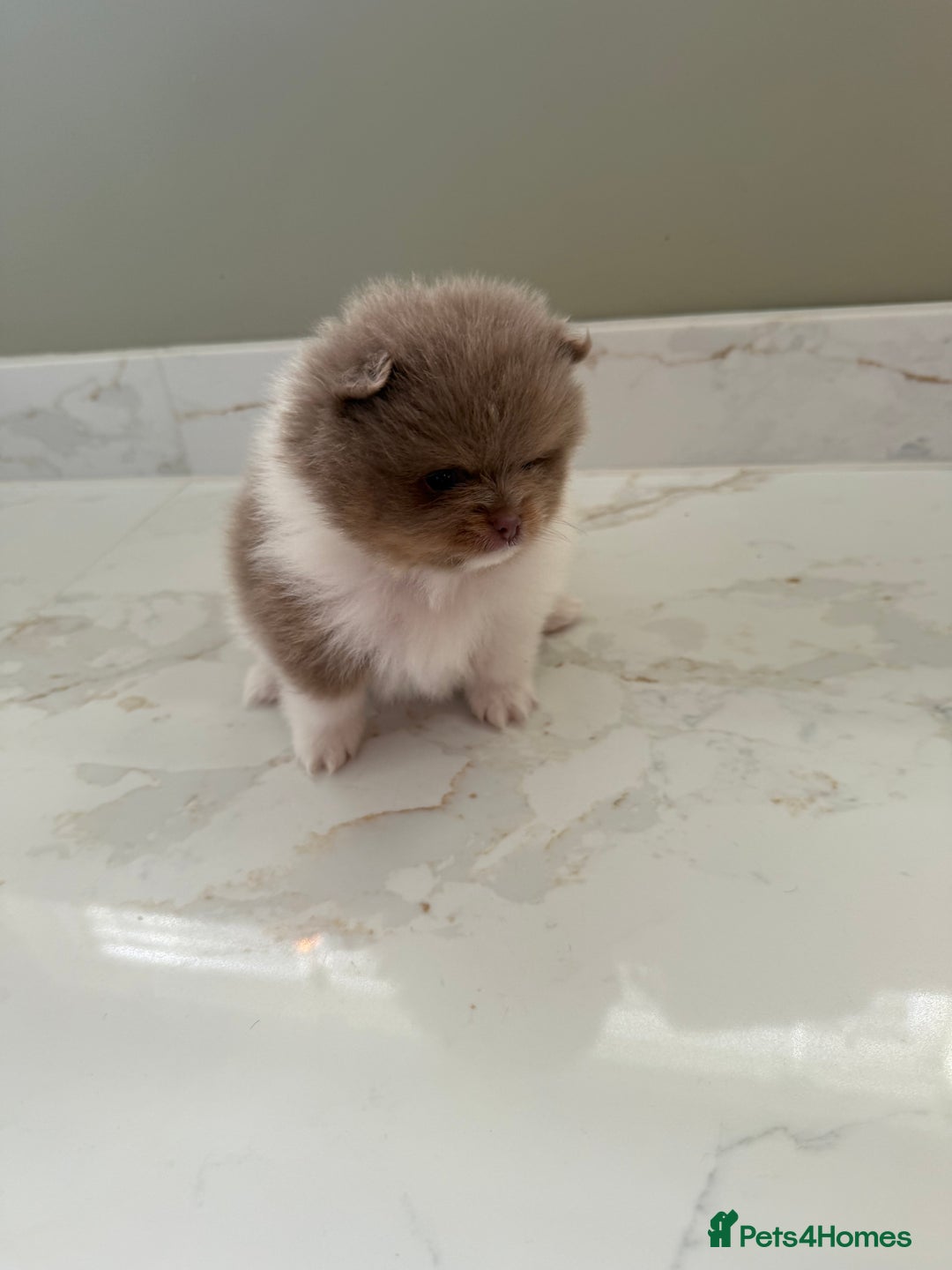 Pomeranian dogs for sale: Ready in 3 weeks! Two Beautiful teddy bear faces🐻 - Advert 7