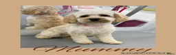 Cockapoo dogs for sale: Extensively Health Tested f1b Cockerpoo Puppies  - Advert 5