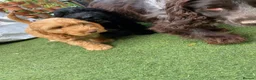 Cockapoo dogs for sale: Gorgeous Cockapoo Boys  - Advert 17