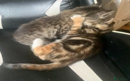 Mixed Breed cats for sale: Two gorgeous kittens for sale. - Image 4