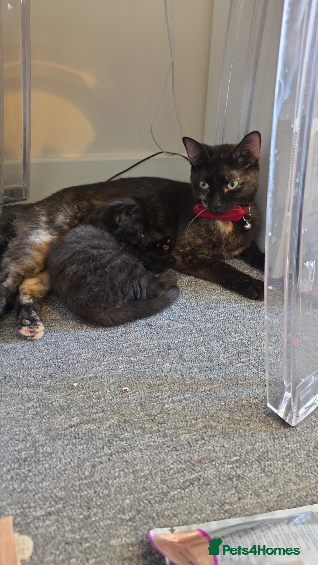 Mixed Breed cats for sale: 4 black kittens  - Advert 5