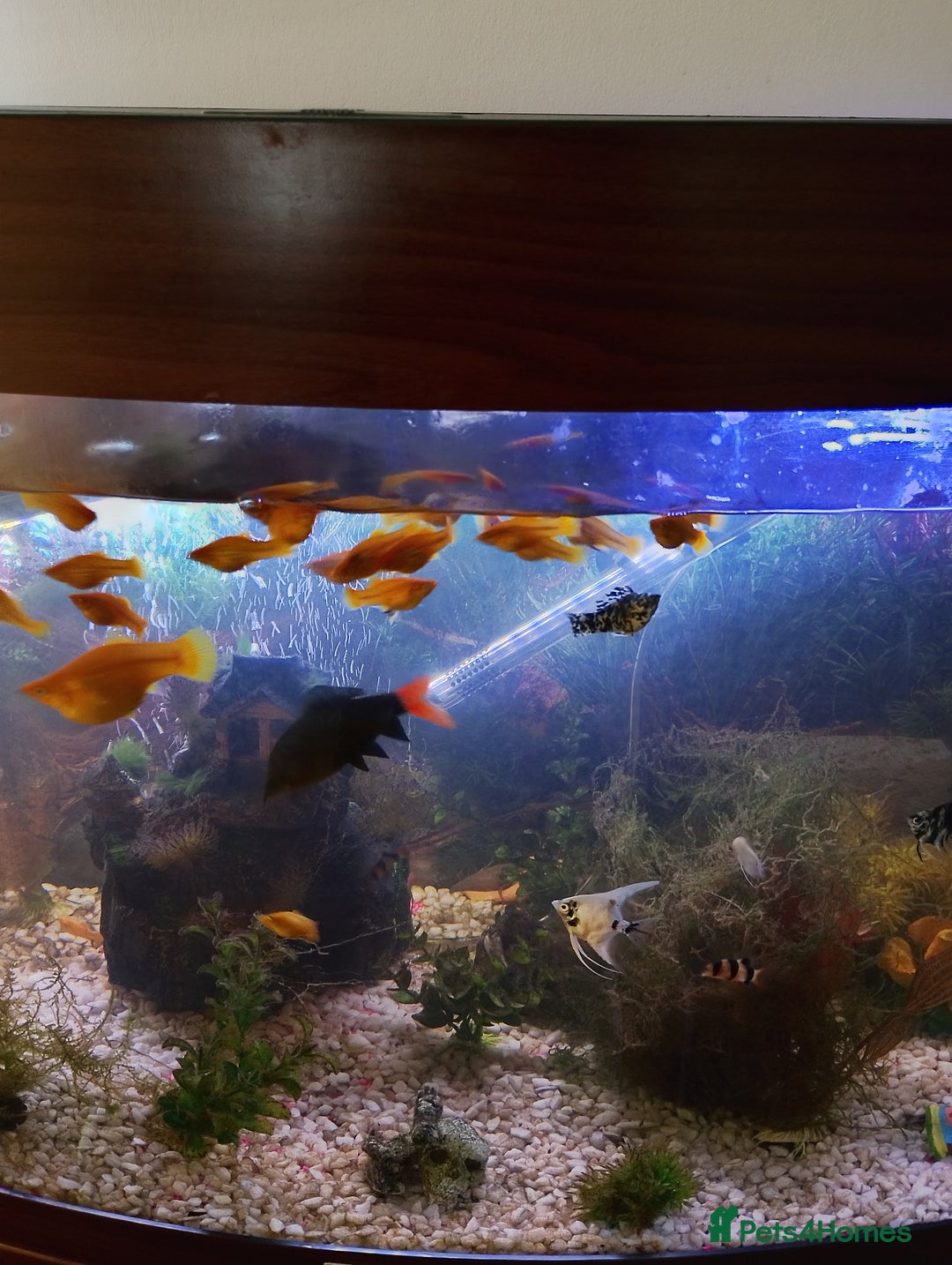 Mollies fish for sale: Young Mollies, endlers and cherry shrimp.  - Advert 2