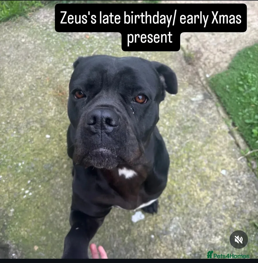 Cane Corso dogs for sale: Top quality cane corso pups in Carlisle - Advert 4