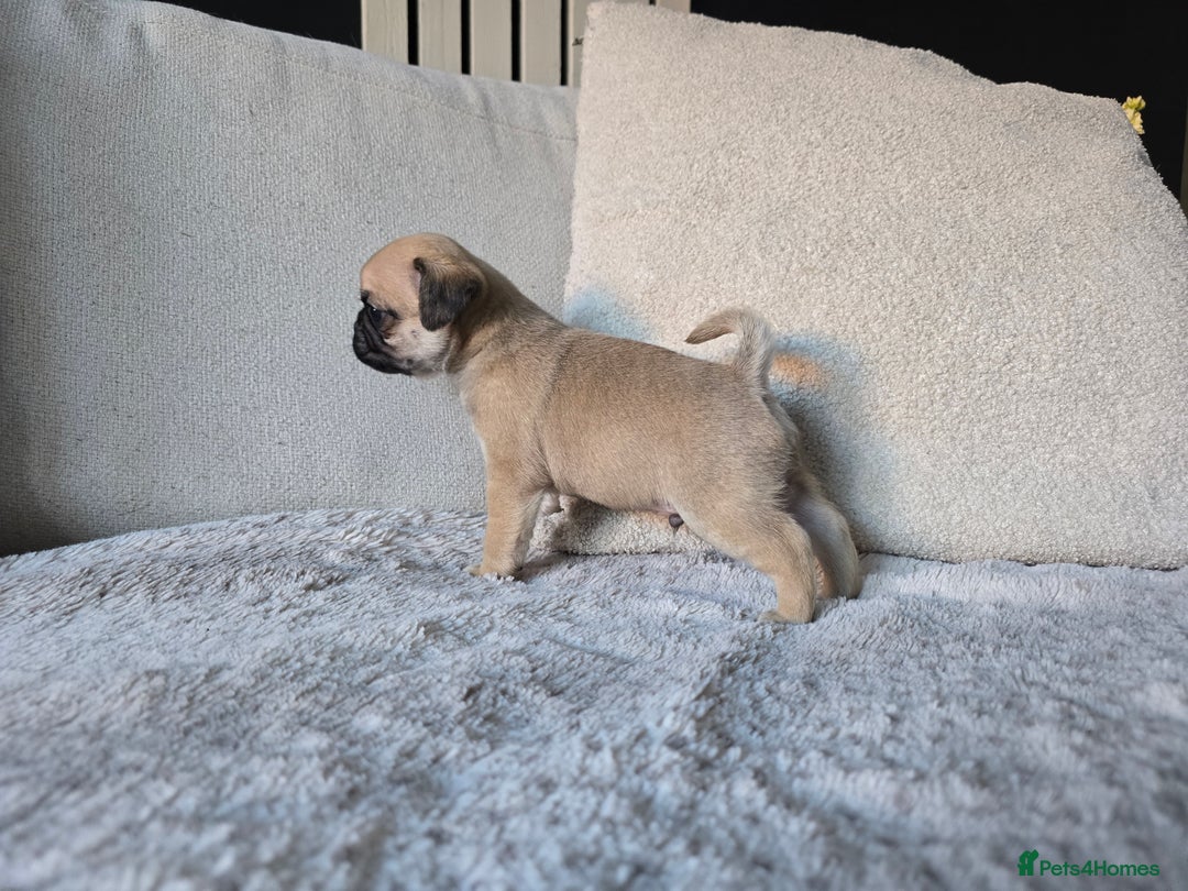 Pug dogs for sale: Beautiful Pug Puppies  - Advert 10