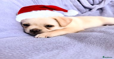 Pug dogs Pug x Pomeranian mixed breed Puppy 🐶 - Advert 2