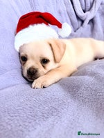 Pug dogs Pug x Pomeranian mixed breed Puppy 🐶 - Advert 2