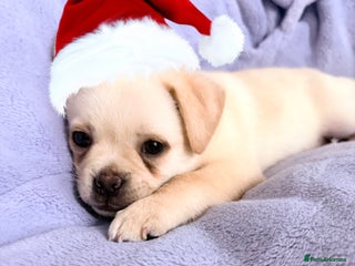 Pug dogs Cream Pug x Pomeranian Puppy, Ready Today 🏡 - Advert 17