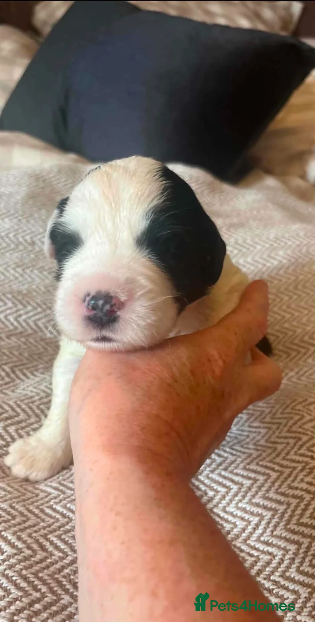 Old English Sheepdog dogs for sale: Old English Saints  - Advert 39