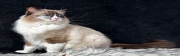 Ragdoll cats for sale: Ragdoll female ACTIVE GCCF registered  - Advert 7