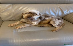 Cockapoo dogs for sale: Beautiful adult Cockapoo.  - Image 3