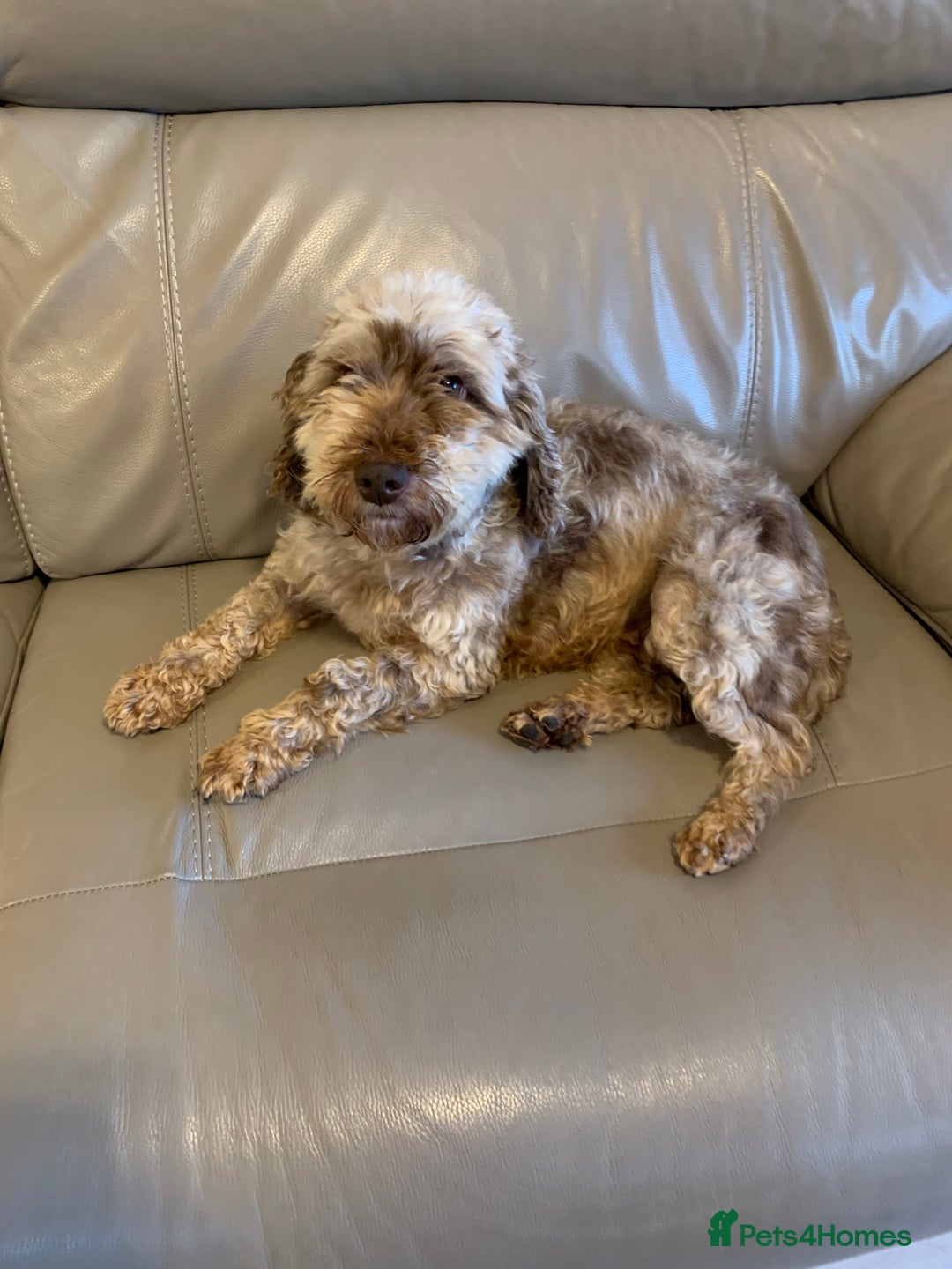 Cockapoo dogs for sale: Beautiful adult Cockapoo.  - Image 3