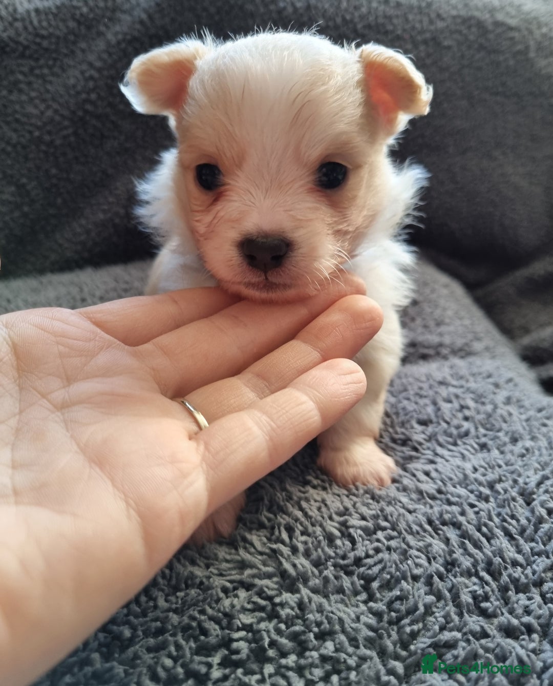 Pomchi dogs for sale: Adorable Pomchi Puppies - Viewings now welcome - Advert 7