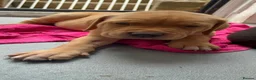 Mixed Breed dogs for sale: Bullmastiff cross cane corso - Advert 6
