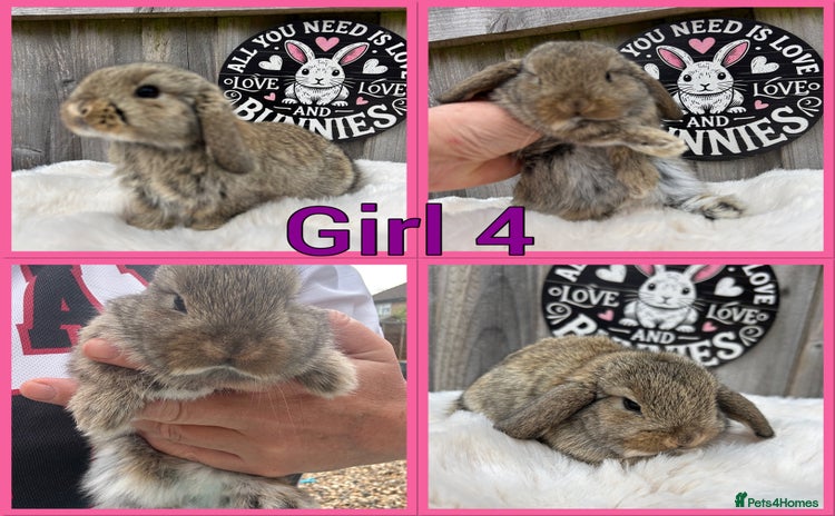 Mini Lop rabbits - Advert 11