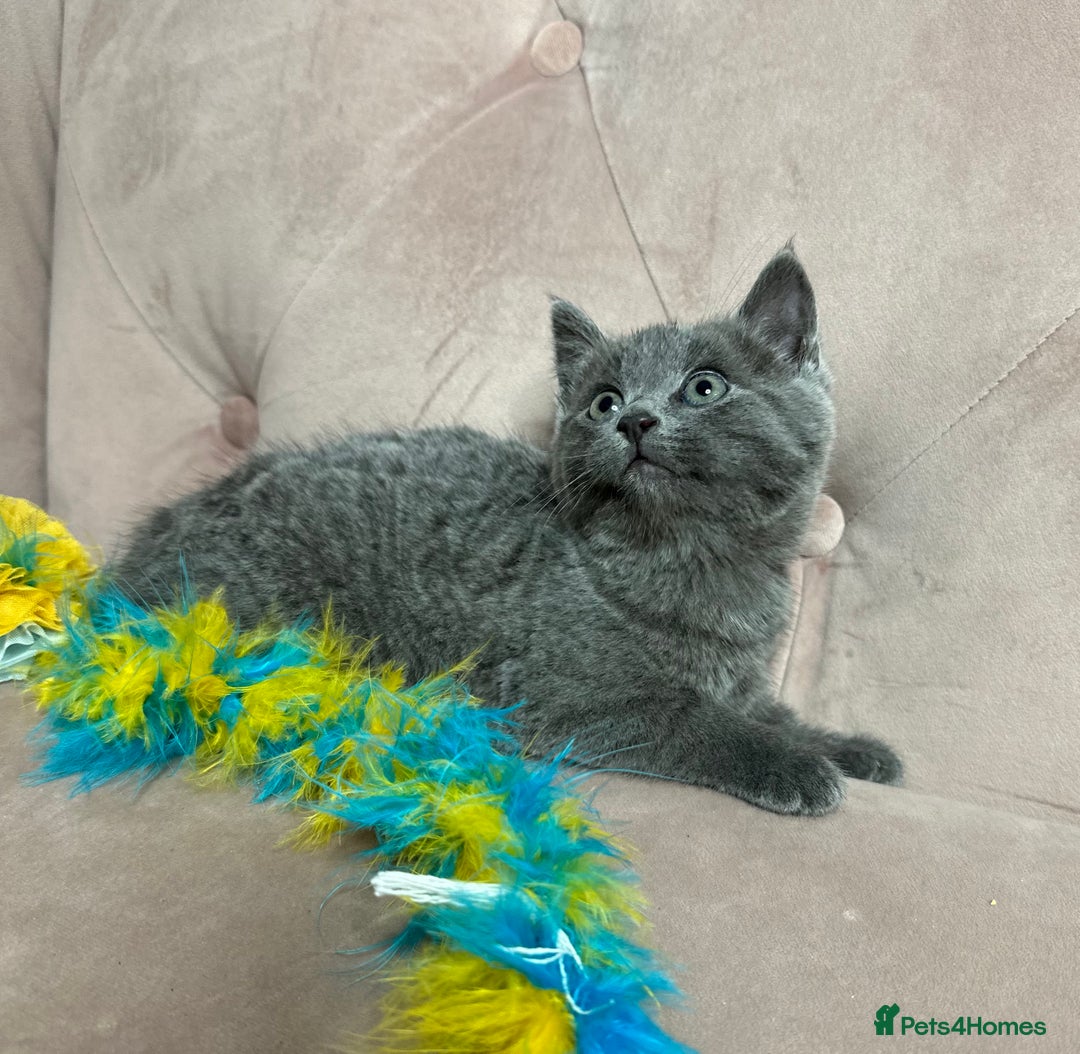 Russian Blue cats for sale: Last gorgeous male Russian blue  - Advert 3