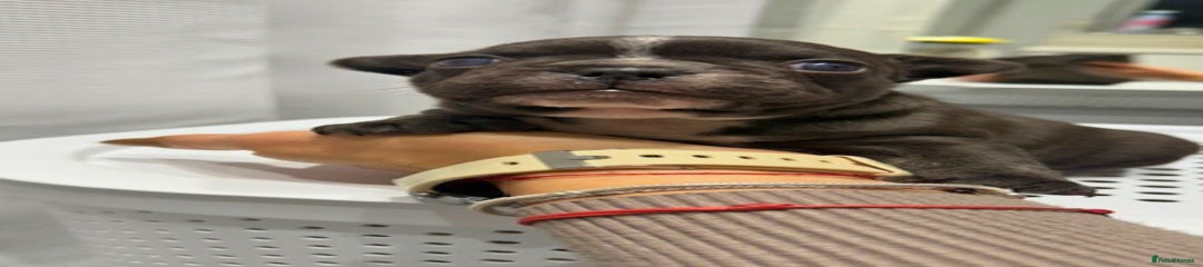 French Bulldog Puppy 1