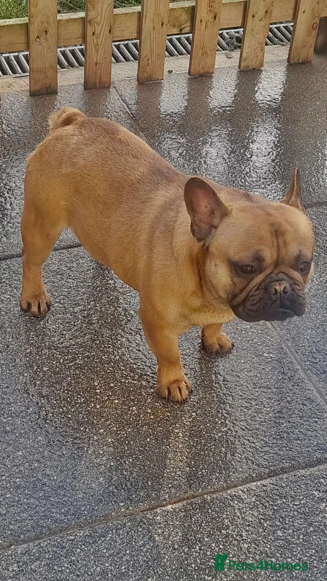 French Bulldog dogs for stud: RED FAWN MALE FRENCH BULLDOG STUD in Wisbech - Advert 3