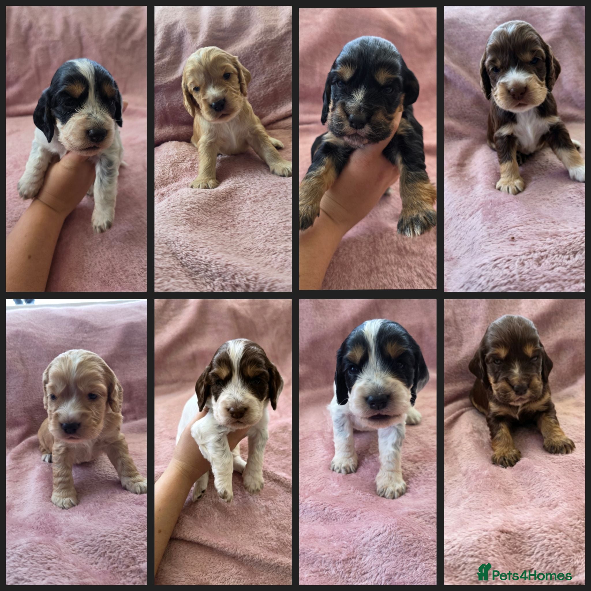 Cocker Spaniel dogs KC Reg health tested working cocker spaniels - Advert 1