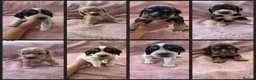 Cocker Spaniel dogs for sale: KC Reg health tested working cocker spaniels - Advert 1