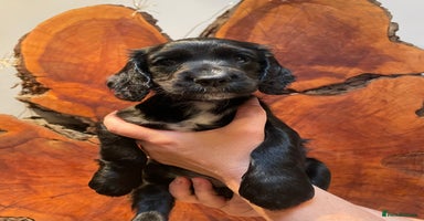 Cocker Spaniel dogs - Advert 6