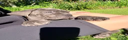 Cane Corso dogs for sale: Cane Corso puppies (1 female left)  - Advert 20
