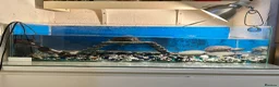 Turtle reptiles for sale: Musk turtles with full set - Advert 6