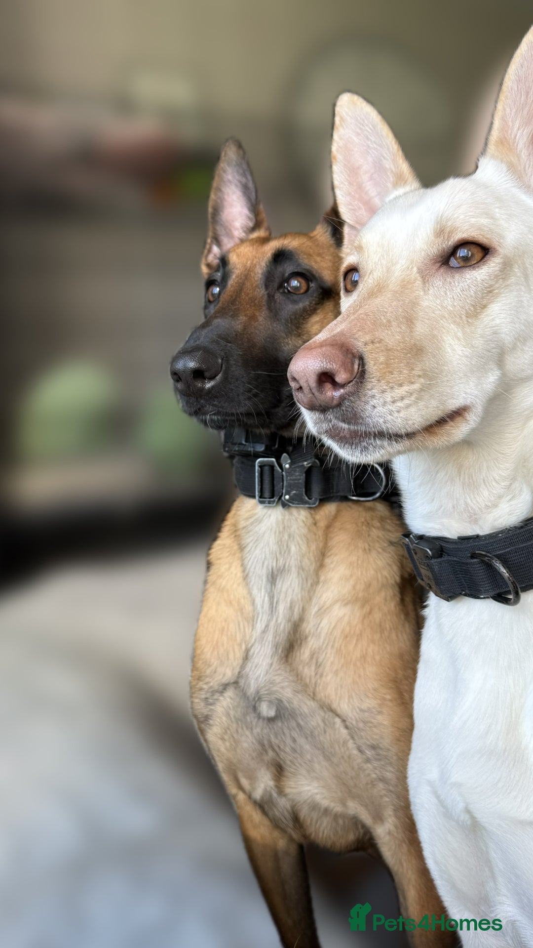 Belgian Shepherd Dog dogs for sale: ZYLA - Belgian Malinois - Image 4