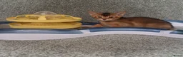 Abyssinian cats for sale: Gorgeous Abyssinian Kittens Ready Now - Advert 15