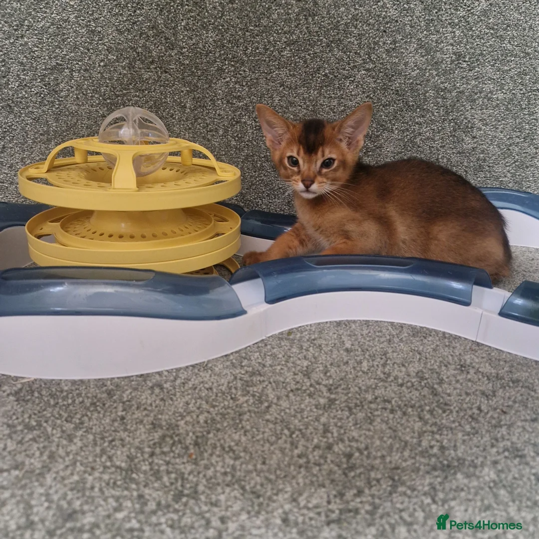Abyssinian cats for sale: Gorgeous Abyssinian Kittens Ready Now - Advert 15