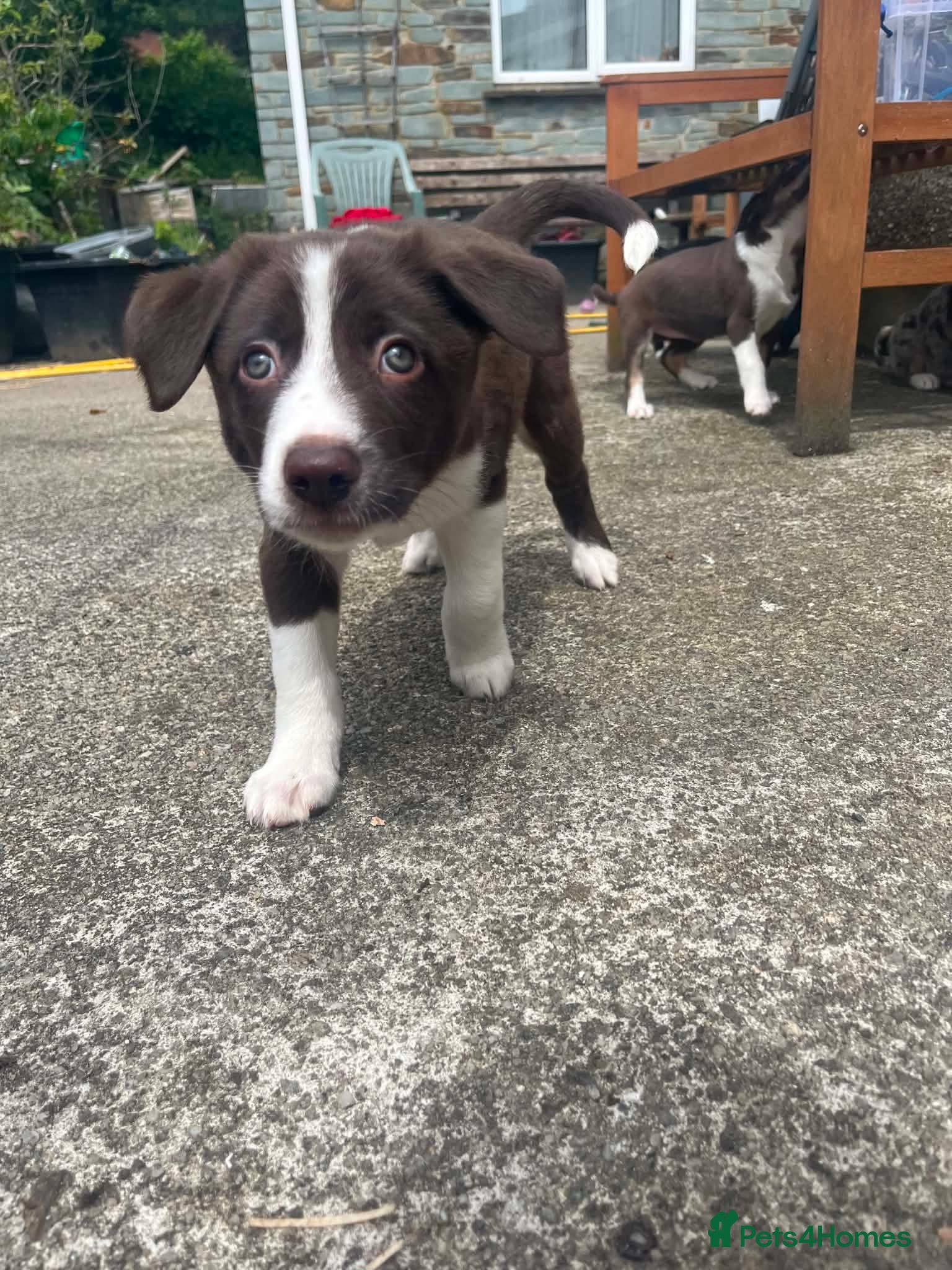 Border Collie dogs Border collie puppies - Advert 5