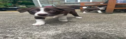 Border Collie dogs for sale: Border collie puppies - Advert 1