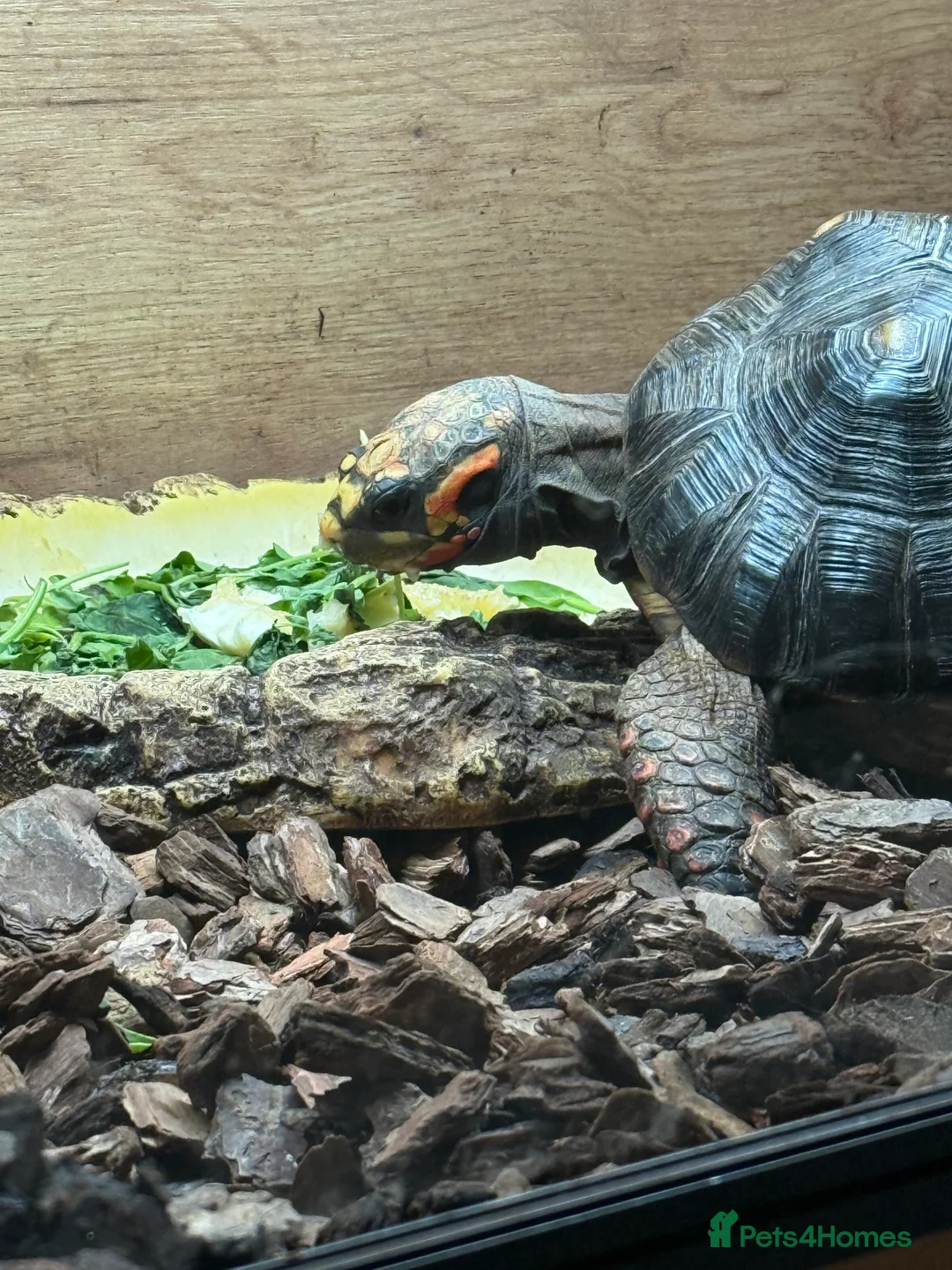 Tortoise reptiles for sale: Red Footed Tortoise  - Advert 2