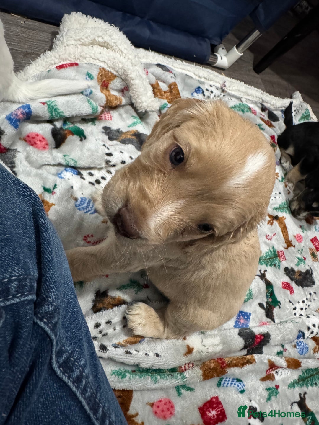 Cockapoo dogs for sale: Gorgeous F1B Cockapoo Puppies ready  **  eve - Advert 6