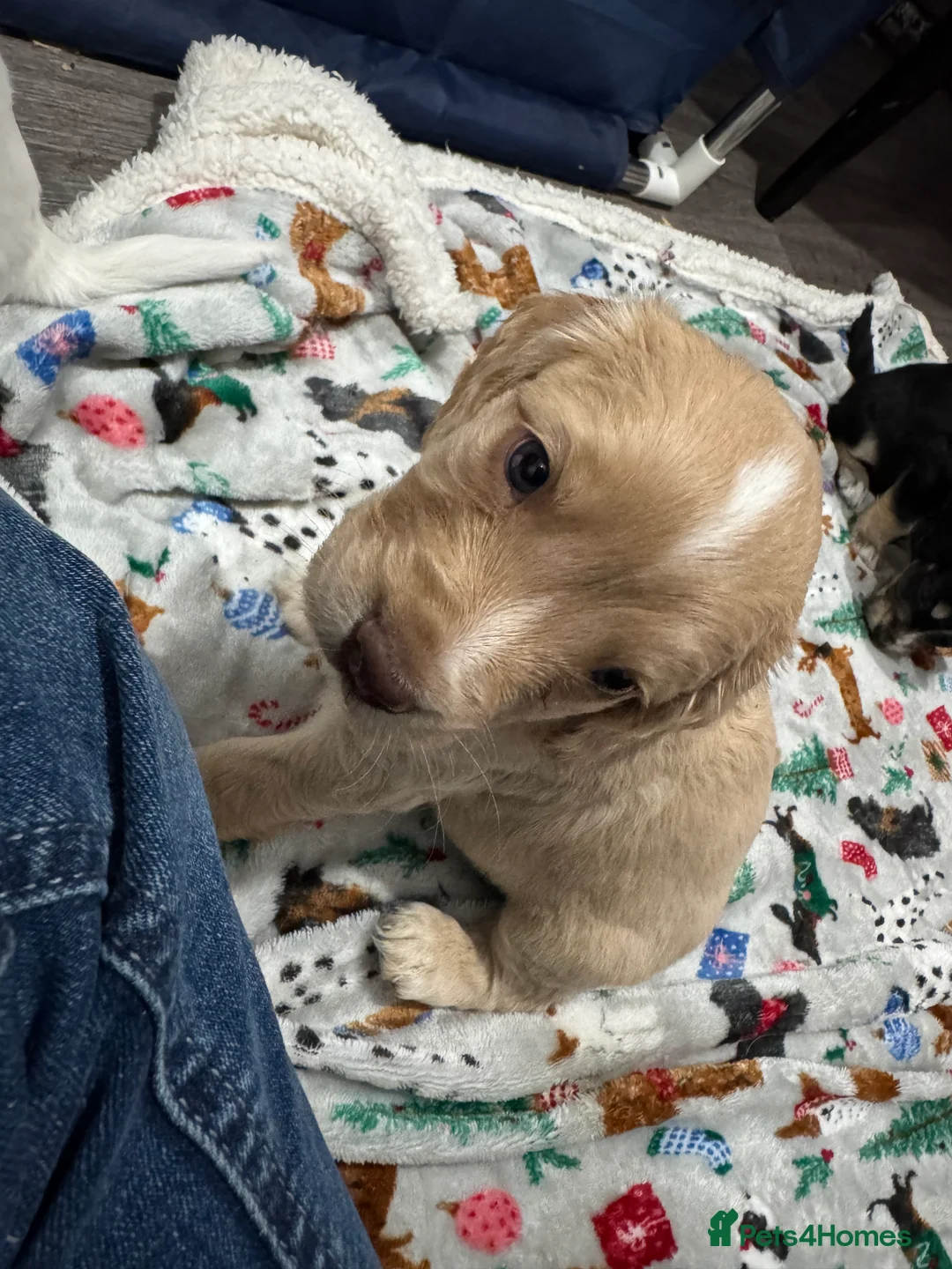 Cockapoo dogs for sale: Gorgeous F1B Cockapoo Puppies. Only One Puppy Left - Advert 6