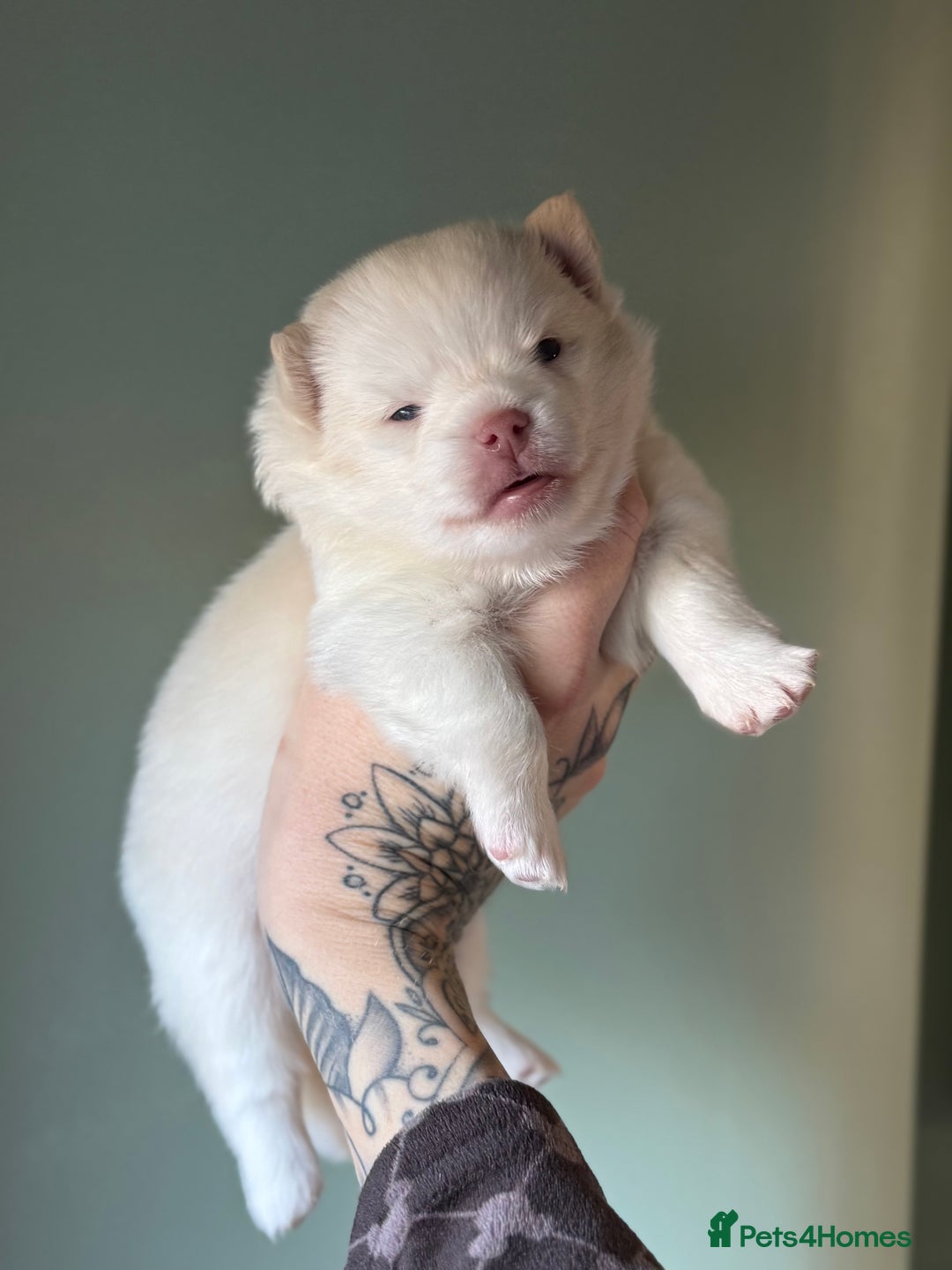 Pomsky dogs for sale: F3 Pomsky Puppies - ready in January! - Advert 13